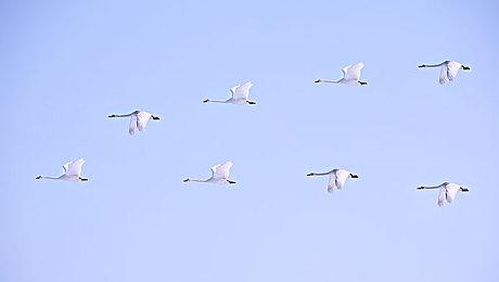 SE种田模拟RPG《Harvestella》已在NS＆PC推出